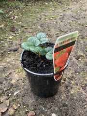 Strawberry ‘Sweetie’